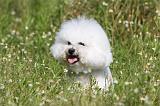 BICHON FRISE 432